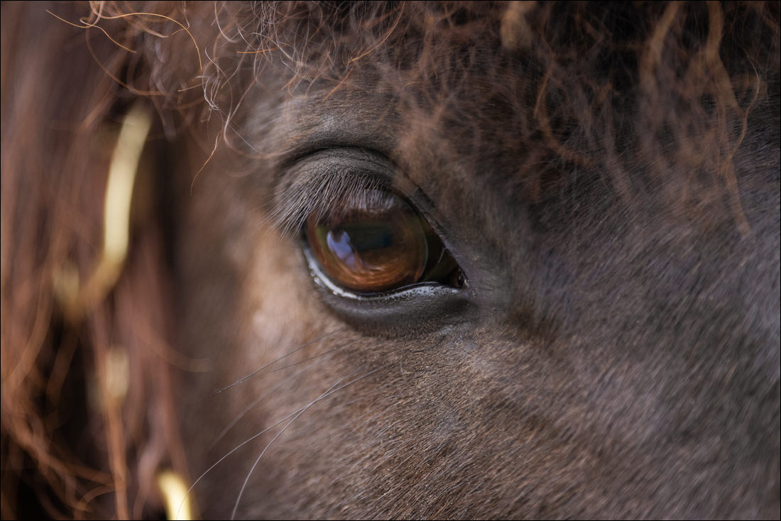 Detailbild Auge vom Pony vom Pferdeshooting im Schwarzwald.