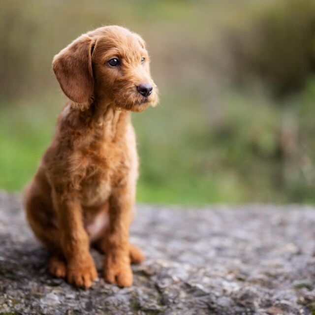 Im Herbst gab es ein zuckersüßes Welpen-Shooting. 🐾📷
Kleine Pfoten, große Augen und ganz viel Neugier. Auch für mich ein ganz besonderer Moment zum Fotografieren. 
Die Zeit verfliegt, aber die Erinnerungen werden bleiben. 😊

#welpenshooting #hundeliebe #welpenfotos #fotografrheinfelden #tierfotografie #pfotenfreunde #sorayaburgerphotography