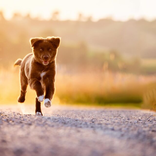 Ein süßer #Welpe am Sommerabend. War ein wunderbares Shooting mit dem kleinen #australienshepherd 😊