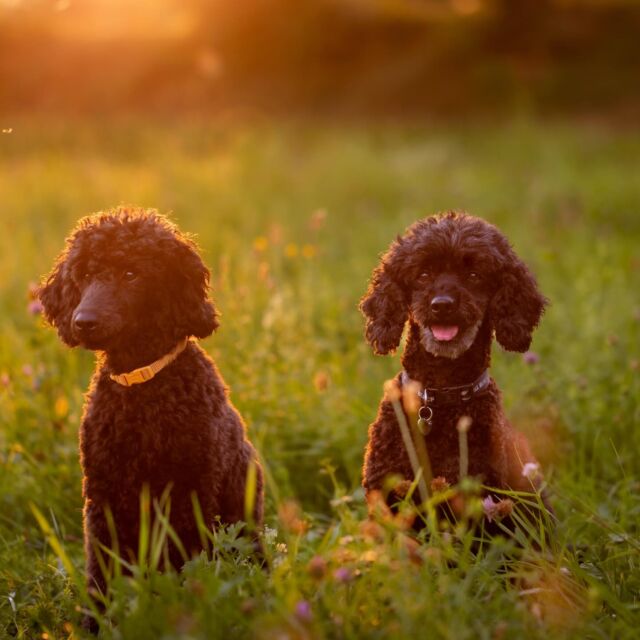 Hier möchte ich euch noch ein Hunde Shooting zeigen. Zwei schwarze Lockenköpfe, goldenes Abendlicht und ganz viel Lebensfreude 🐩☀️

Das Shooting fand in Rheinfelden Karsau statt, mit einer wunderschönen Aussicht über die sanften Hügel. Die zwei schwarzen Pudel waren einfach zuckersüß, und das Abendlicht hat ihr Fell zum Strahlen gebracht. 
In solchen Momenten schlägt mein Fotografenherz einfach höher. 🧡

#hundeshooting #fotografrheinfelden #fotografloerrach #tierfotografie #goldenhourlight #sorayaburger #rheinfelden #karsau #minseln #lovemydog #hundeliebe #tierfotograf #hundefotos